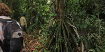 Las palmeras caminantes, un espectáculo de la Amazonía ecuatoriana