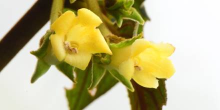 Nueva especie de planta fue descrita en Pichincha / Foto: EFE