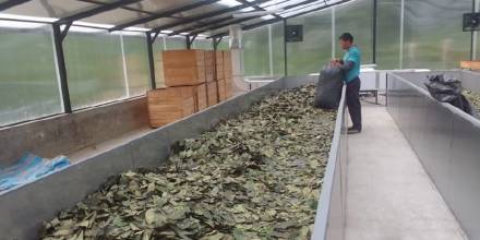 El desecado del primer lote de guayusa en Napo se realizó con secador solar