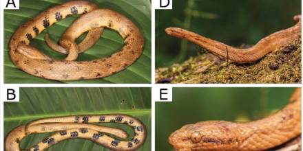 La nombraron Tropidophis cacuangoae, en honor a Dolores Cacuango, un referente ecuatoriano del feminismo y los derechos humanos de principios del siglo XX / Foto: EFE