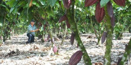 El cacao y la pitahaya, con problemas para exportarse