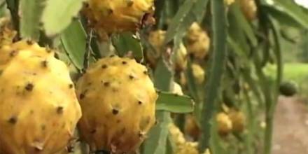 Ecuador exporta pitahaya orgánica a EE.UU. por primera vez