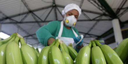 La exportación de banano de Ecuador cae 6,57 % en 2022 con 354 millones de cajas / Foto: EFE