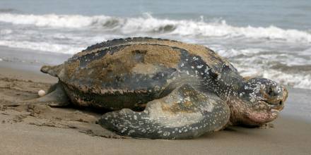 Supervisan eclosión de 9 tortugas marinas laúd, especie en "lista roja"