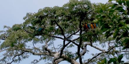 El foro internacional Amazonía en Común se llevará a cabo en Puyo / Foto: El Oriente