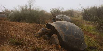Galápagos, semillero de tortugas