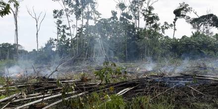 Más de 20.000 hectáreas de territorios indígenas en Colombia fueron deforestadas en 2021