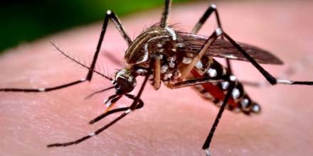 Ecuador registra primer caso de chikunguña en persona procedente de Paraguay / Foto: cortesía