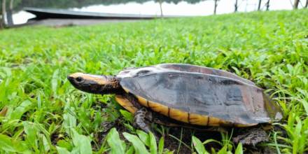 24 especies de vida silvestre volvieron a su hábitat natural en el Yasuní