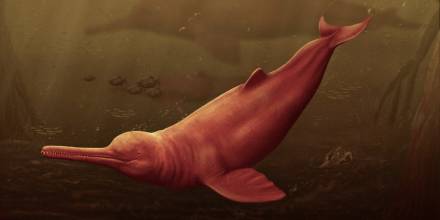 Especie de delfín gigante de hace 16 millones años fue descubierta en la Amazonía