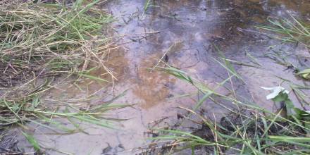 Contaminación petrolera en fincas de la parroquia aguas negras en Cuyabeno niega a los agricultores cultivar sus tierras