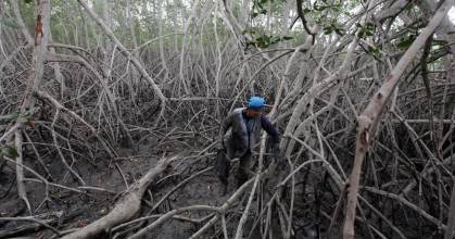Acuicultura y tala afectan al almacenamiento de carbono azul de los manglares 