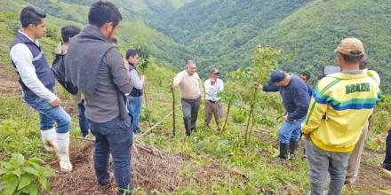Productores de Chinchipe adquieren conocimientos para producir guayusa