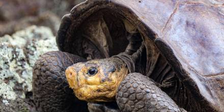 Tortuga, que se creía extinta hace más de 100 años, fue encontrada en Galápagos
