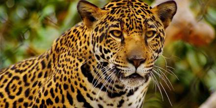 El Día Internacional del Jaguar se celebra cada 29 de noviembre desde el 2018 / Foto: cortesía ministerio de Ambiente 