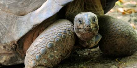 Tortugas vuelven 150 años después a anidar en isla desratizada de Galápagos