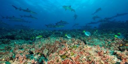 El proyecto tiene el apoyo financiero del Fondo para Control de Especies Invasoras de Galápagos y la asesoría técnica de la Fundación Charles Darwin / Foto: cortesía Parque Nacional Galápagos