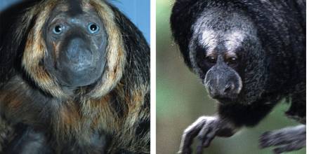 Nueva especie de primate fue confirmada en Pastaza