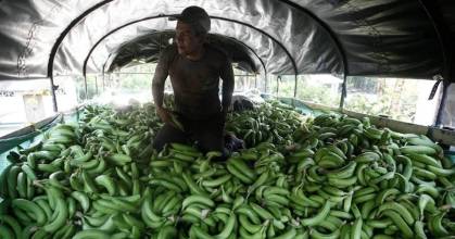 Gremios bananeros de Ecuador y Colombia reclaman precios justos en Europa