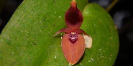4 especies fascinantes de orquídeas fueron descritas en Morona y Zamora