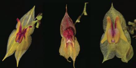 Tres nuevas especies de orquídeas fueron descubiertas en Ecuador/Foto: cortesía Ministerio de Ambiente
