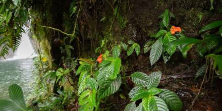 Planta endémica que se creía extinta es identificada luego de 40 años / Foto: EFE