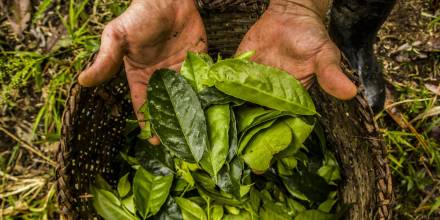 La planta amazónica con más antioxidantes que el té