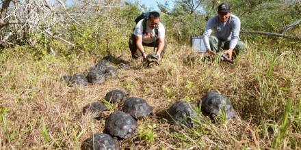 Galápagos: 86 tortugas criadas en cautiverio regresaron a su hábitat natural