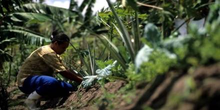 Sin embargo, las provincias de El Oriente tienen bajas tasas de empleo adecuado / Foto: cortesía  BID