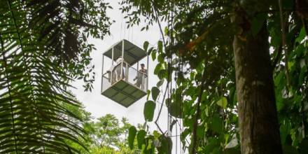 El artículo se tituló: Hay una nueva forma de recorrer la selva amazónica: en grúa/ Foto: cortesía Sacha Lodge