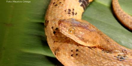 Nueva especie de serpiente boa endémica fue descubierta en la Amazonía ecuatoriana