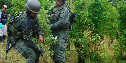 Destruyen 3 hectáreas de coca en Sucumbíos