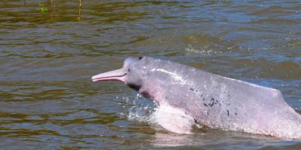 Delfines de río, la otra cara del Putumayo