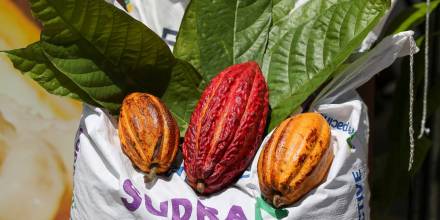 Productores de cacao de Ecuador exigen pagos justos