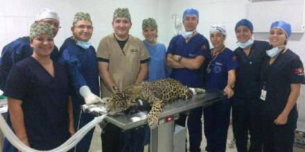 El jaguar valiente se recupera en Sucumbíos