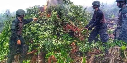 10 mil plantas de coca fueron localizadas y destruidas en Sucumbíos