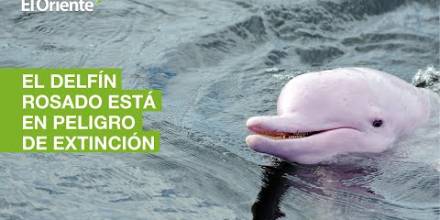 El delfín rosado, de la Amazonía ecuatoriana, está en peligro de extinción
