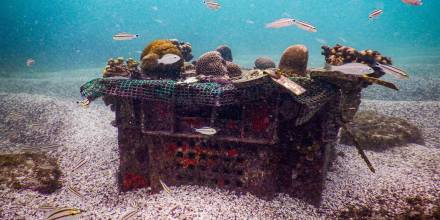 Se espera que dicho vivero, que está instalado en Bahía Academia, ubicada en Santa Cruz, contribuya a la restauración de uno de los ecosistemas marinos más frágiles que existen / Foto: EFE