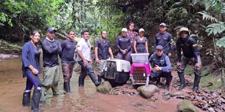 Previamente, los ejemplares cumplieron con la etapa de rehabilitación en la clínica veterinaria del Parque Turístico Nueva Loja / Foto: cortesía ministerio de Ambiente