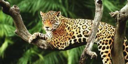 Se estima una población de 2.000 jaguares en el Corredor Napo-Putumayo
