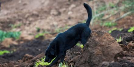 El labrador se salvó de ser engullido por el corrimiento de tierra, pero parte de su familia humana no lo logró, por eso no abandona el lugar / Foto: EFE