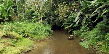 Entra en contacto con la selva en Shayari