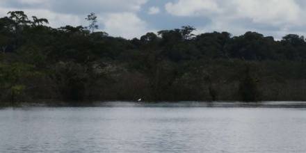 Reserva Faunística Cuyabeno - Foto: El Telégrafo