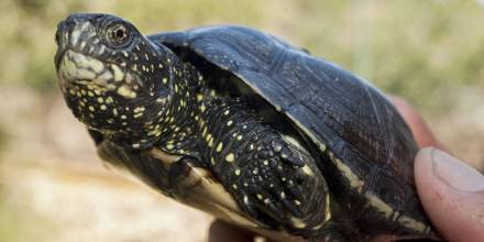 Comienza audiencia del caso sobre tortugas marinas halladas en maleta en Galápagos