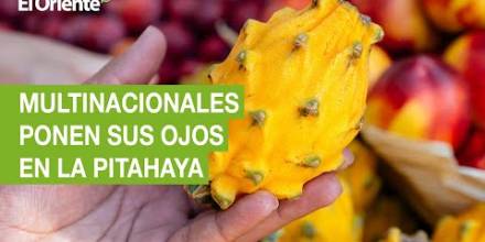 Las multinacionales de bebidas ponen sus ojos en la pitahaya