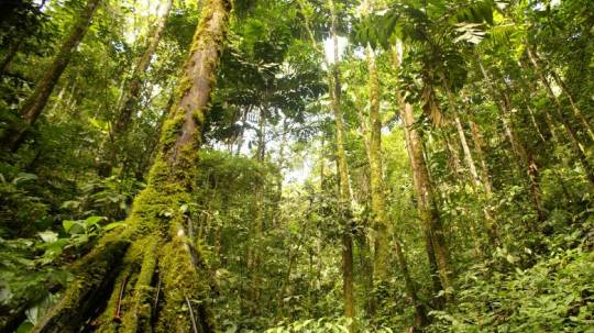 Foto: Corpoamazonia