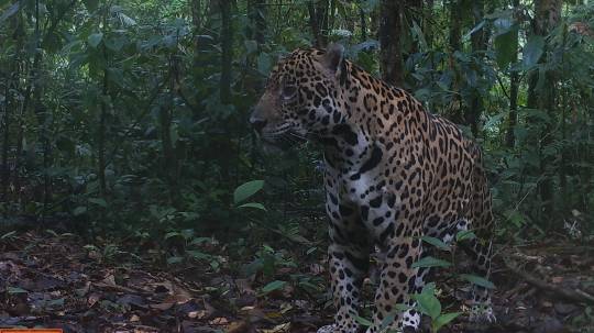 Reserva de Producción de Fauna Cuyabeno - Foto: WWF - Ecuador