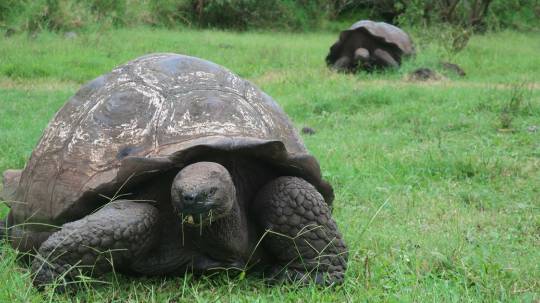 Entre las donaciones figuran un sistema de autonomía eléctrico, que consta de una acometida dedicada de 110 metros desde la sala de distribución de la Dirección del Parque Nacional Galápagos (DPNG) hasta el centro de control.