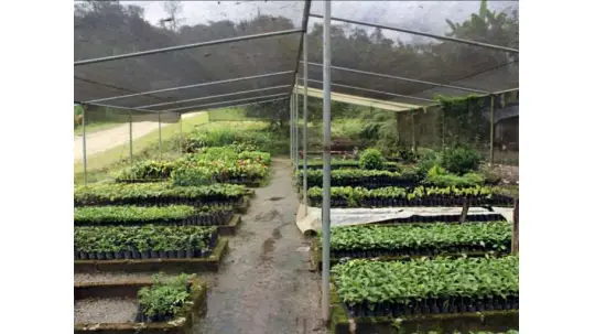 TRABAJO. El proyecto busca aumentar la fauna de la zona con especies nativas e incrementar un mercado cafetalero. Foto: La Hora