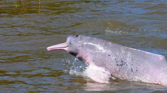 Delfín rosado, amenazado por la minería ilegal. Foto: El Tiempo